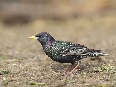 Скворец (Sturnus vulgaris). Птицы Беларуси.