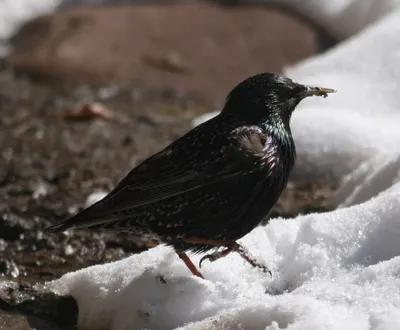 Скворец (Sturnus vulgaris) Автор: Михаил Ездаков | Орнитология. Птицы мира  | ВКонтакте