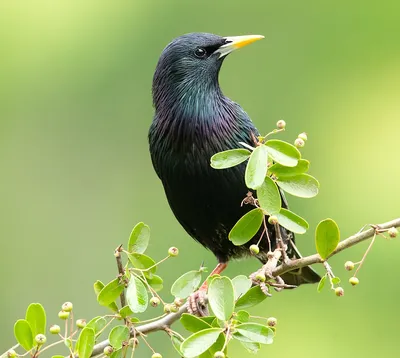 Зимние песни скворцов. Sturnus vulgaris. | BirdWatch.by