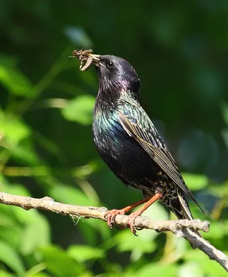 Обыкновенный скворец - European Starling. Photographer Etkind Elizabeth