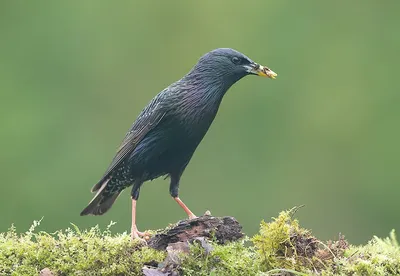 Скворец обыкновенный (Sturnus vulgaris)