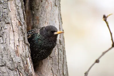 Обыкновенный скворец - eBird