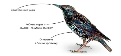 Обыкновенный скворец VS Черный дрозд | Пикабу