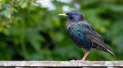 Ремесленная мастерская сувениров Starling - Скворец