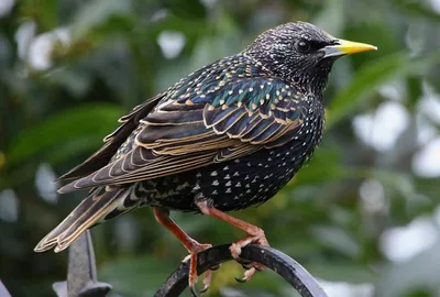 Обыкновенный скворец - European Starling. Photographer Etkind Elizabeth