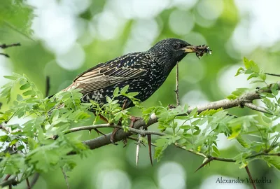 Обыкновенный скворец - eBird