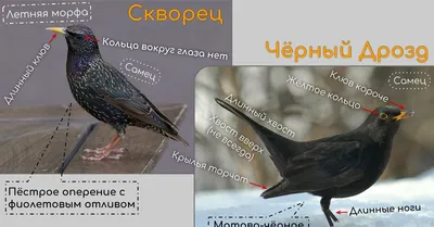 Скворец