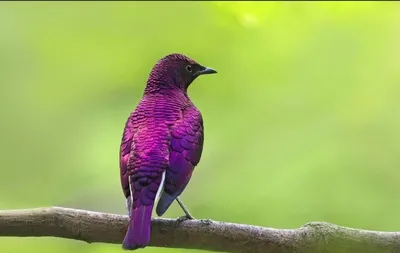 Зимние песни скворцов. Sturnus vulgaris. | BirdWatch.by