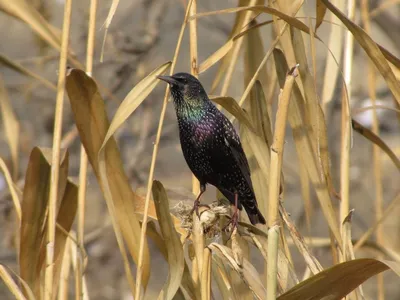 Обыкновенный скворец - European Starling. Photographer Etkind Elizabeth