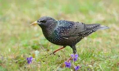 Обыкновенный скворец - European Starling | Фотосайт СуперСнимки.Ру