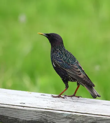 Обыкновенный скворец (Sturnus vulgaris). Подробное описание экспоната,  аудиогид, интересные факты. Официальный сайт Artefact