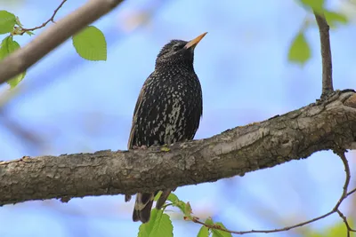 Скворец (Sturnus vulgaris). Птицы Европейской России.