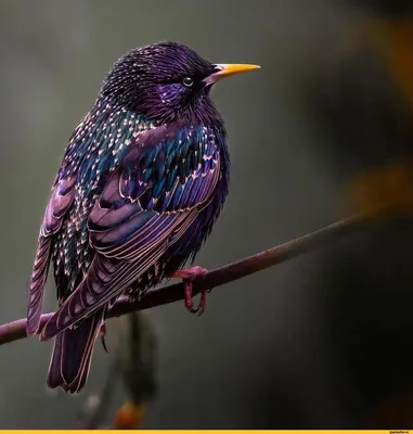 Скворец (Sturnus vulgaris). | Занято! Дом полон детей. | Flickr