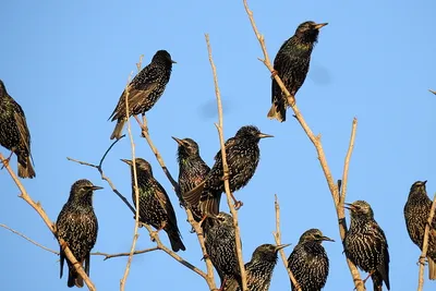 Обыкновенный скворец - eBird