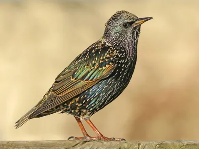 Обыкновенный скворец (Sturnus vulgaris) - Daugavpils Inovāciju Centrs