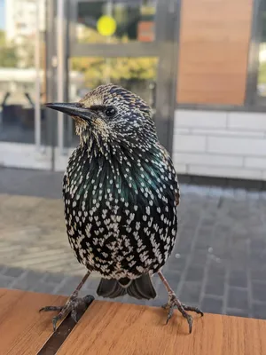 Обыкновенный скворец (Sturnus vulgaris)