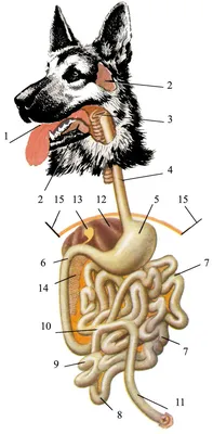Анатомическое здоровье собаки - Собаководство - ОХОТА С ЛАЙКОЙ