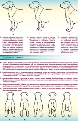 Бельгийская овчарка | Дрессировка собак в Томске