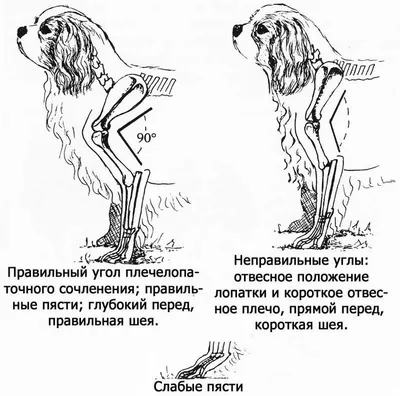 Стандарт передних и задних конечностей | Джек рассел, Джек рассел терьер,  Собака джек рассел