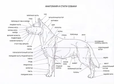 Аляскинский маламут