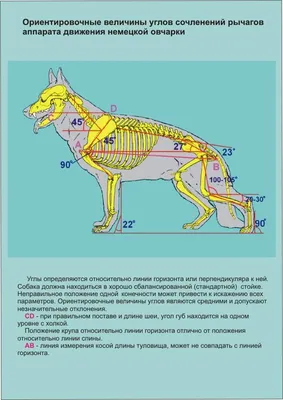 American Bully in Moscow - Стандарт породы