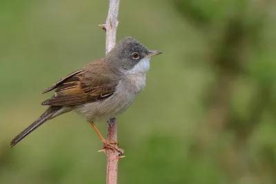 Славка серая (Sylvia communis)