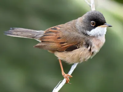 Очковая славка - eBird