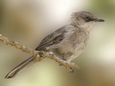 Йеменская синицевая славка - eBird