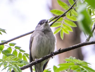 Садовая славка Sylvia borin Garden Warbler