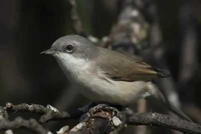 Славка-черноголовка / Sylvia atricapilla / Blackcap | Flickr