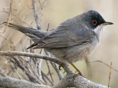 Белоусая славка - eBird