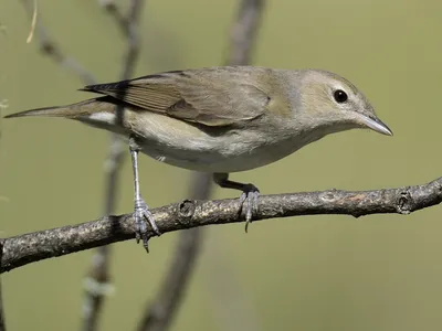 Садовая славка - eBird