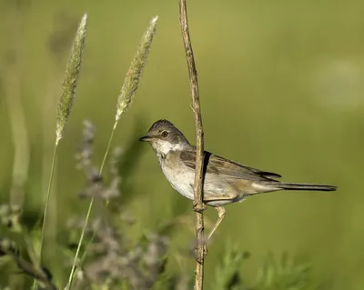 Серая славка (Sylvia communis rubicola). Птицы Казахстана.