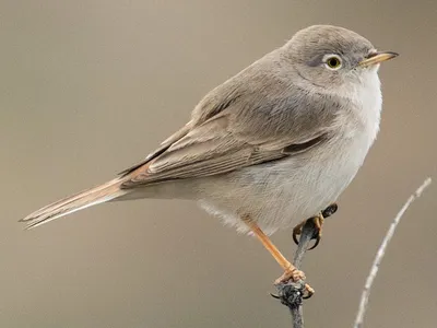 Пустынная славка - eBird