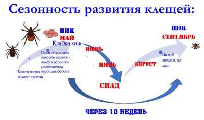 Чем страшен клещ? | MedAdvisor