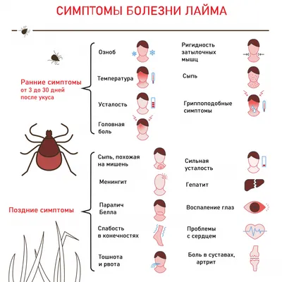 Укусил клещ - симптомы, лечение, способы удаления клещей