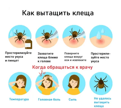 Почему на месте укуса клеща (у собаки) впоследствии появилась шишка? -  ответ ветеринара | Как ухаживать за домашним питомцем? - грумер,  зоопсихолог и ветеринар Кристина | Дзен