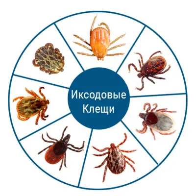 Как осмотреть собаку после прогулки, чтобы не пропустить клеща |  Ветеринария и жизнь