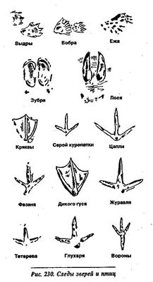 Конспект наблюдения «Следы птиц на снегу» (нетрадиционная техника рисования  ладошкой) (3 фото). Воспитателям детских садов, школьным учителям и  педагогам - Маам.ру