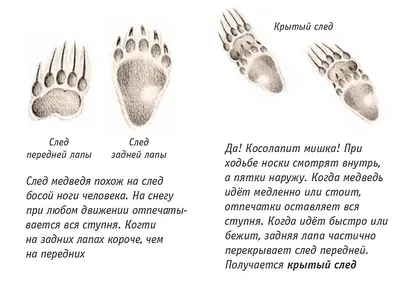 Следы птиц. Бару Михаил Борисович