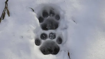 Следы собак в снегу стоковое фото. изображение насчитывающей шаг - 213980228