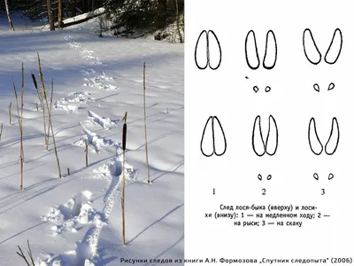 нарисуй следы которые оставляют на снегу кошка или собака корова лошадь -  Школьные Знания.com
