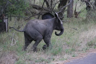 Слоники. elephants walking in the …» — создано в Шедевруме