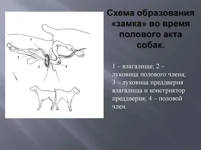 Вязка китайской хохлатой | Питомник китайских хохлатых собак Oro Antenati