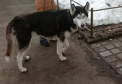 Случка собак Джек Рассел Джек Рассел терьер в Севастополе - Собаки на  Gde.ru 08.04.2023