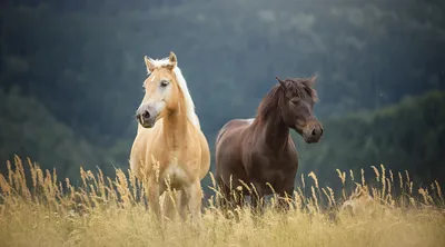 Фотографии лошадей с случайной болезнью: интересные факты