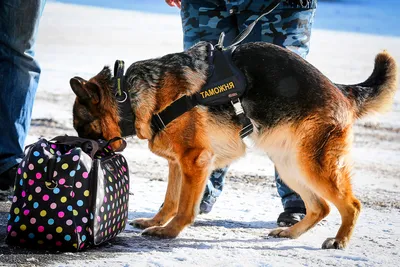 18 популярных пород служебных собак с описанием | Pet7