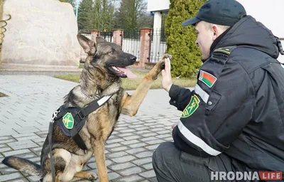 Кинолог рассказал, когда служебные собаки уходят на пенсию и чем кормить  собаку, чтобы она находила наркотики