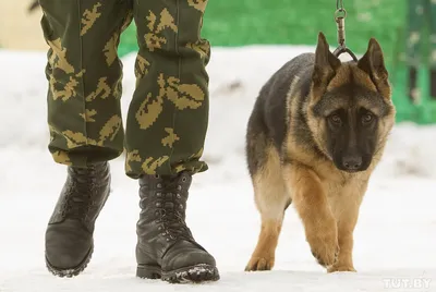 Служебные породы собак: особенности, плюсы и минусы | Pet-Yes. Биржа  домашних животных | Дзен