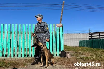 Служебные собаки помогли таможенникам Сибири выявить более 101 кг  наркотиков - IrkutskMedia.ru